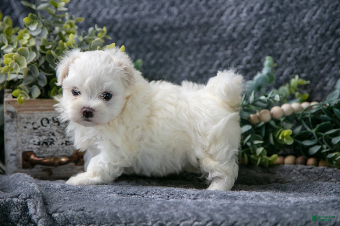 Maltese dogs for sale: Snowbell - Image 2