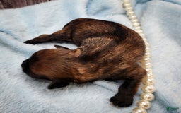 Chinese Crested dogs for sale: Raven - Image 4