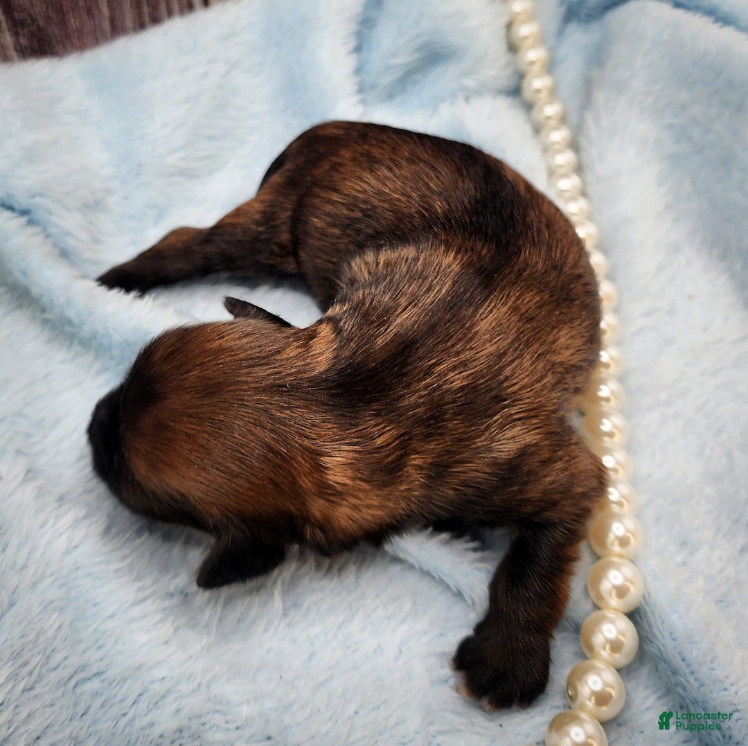 Chinese Crested dogs for sale: Raven - Image 4