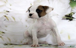 Boxer dogs for sale: Callie - Image 1