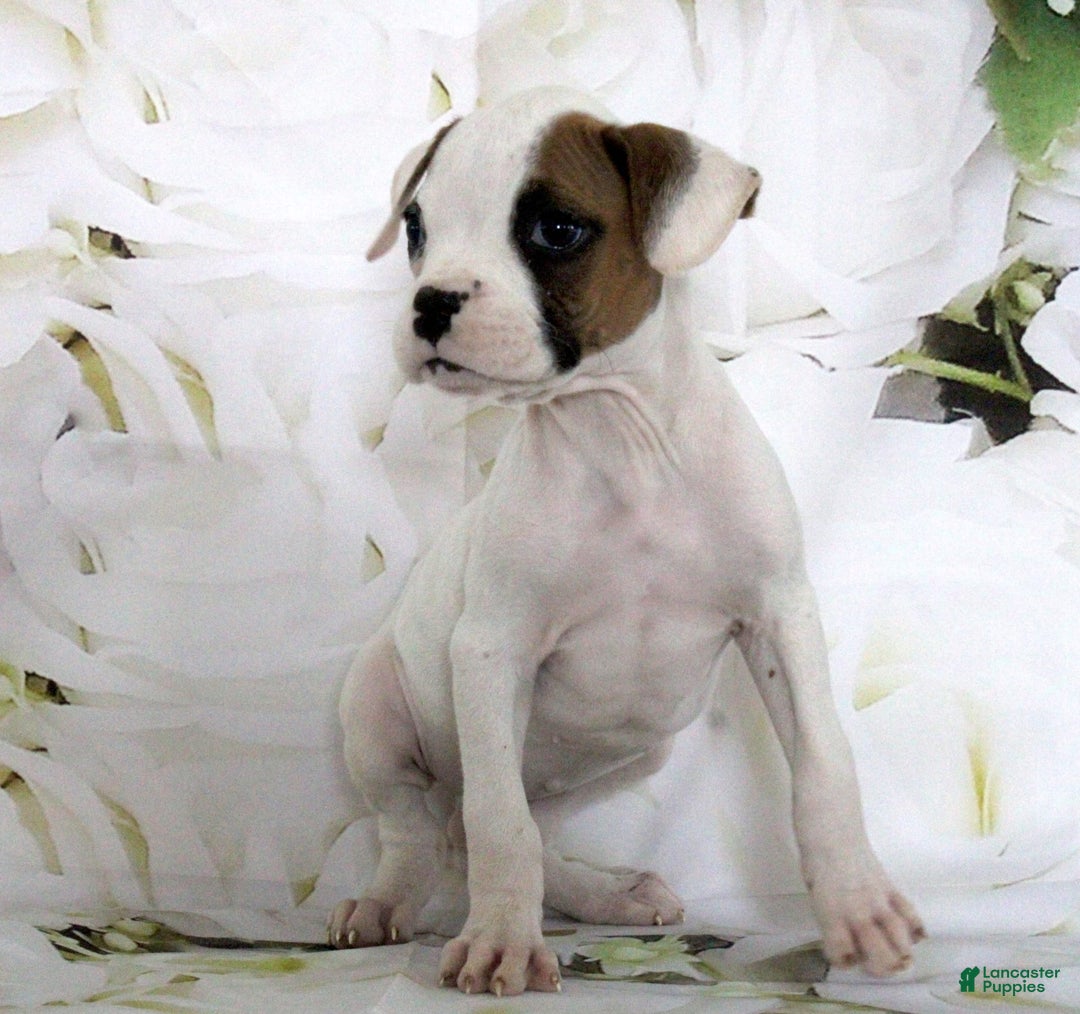 Boxer dogs for sale: Callie - Image 1