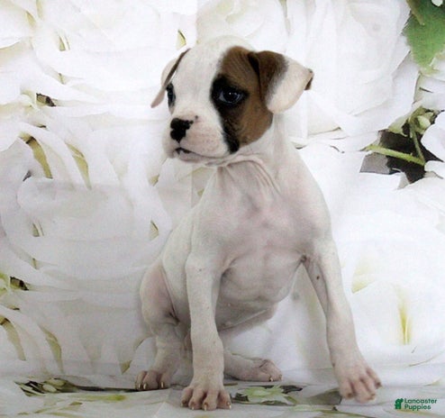 Boxer dogs for sale - Ad 3