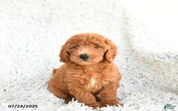  dogs for sale: Mini Goldendoodle 8 puppies - Image 9