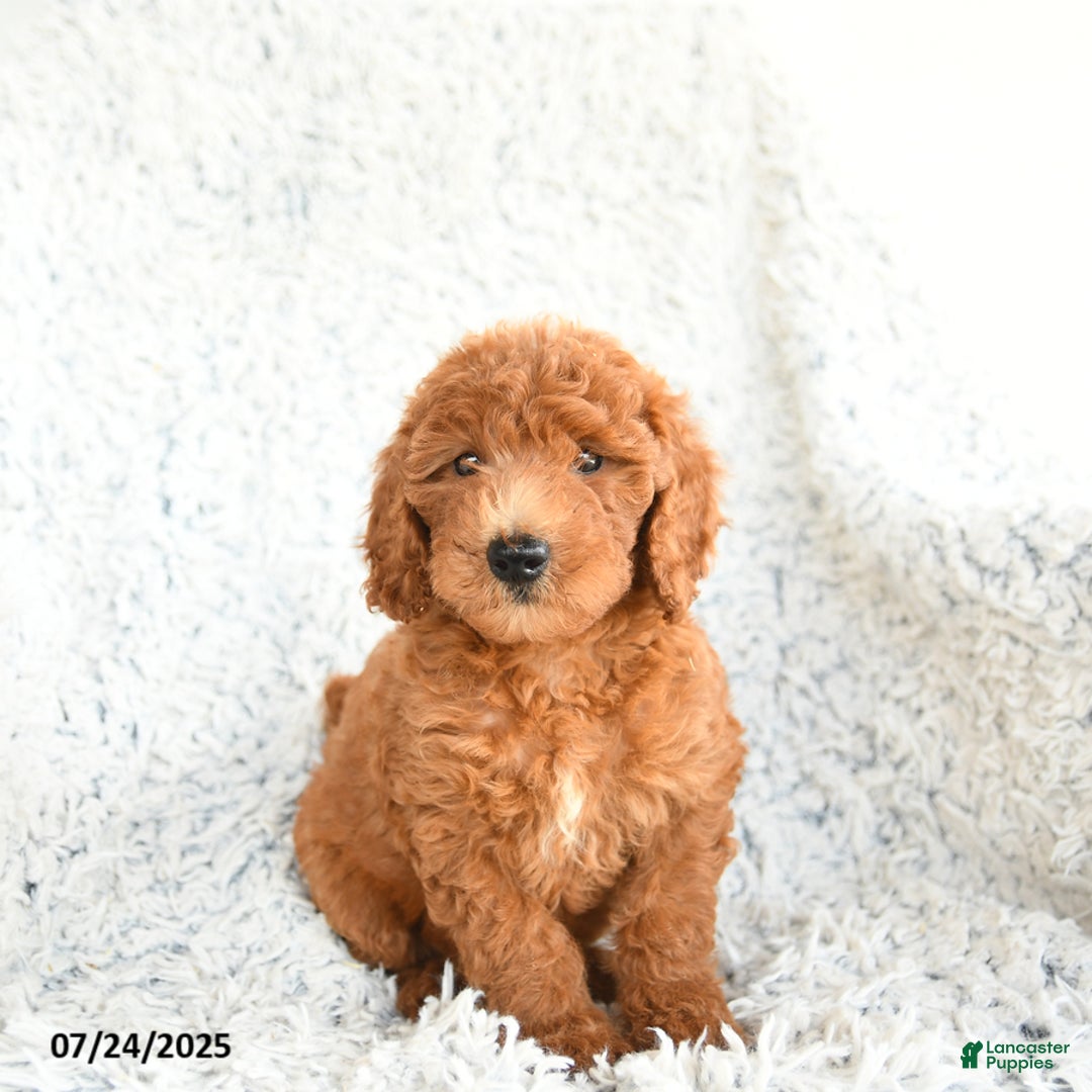  dogs for sale: Mini Goldendoodle 8 puppies - Image 9