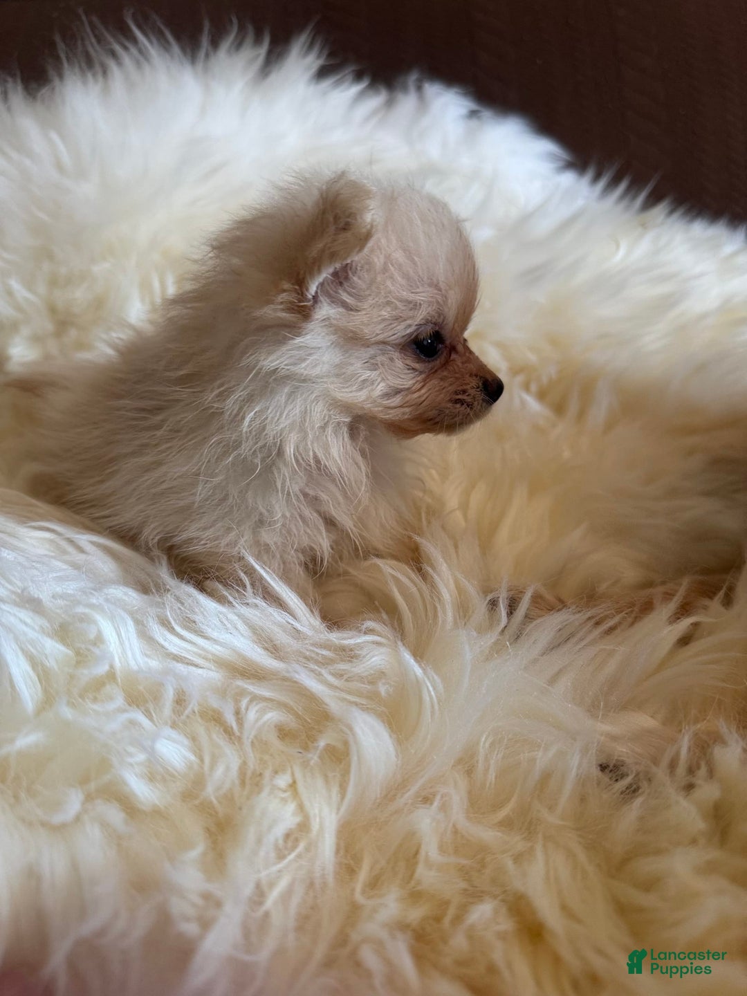 Pomeranian dogs for sale: Sussie - Image 1