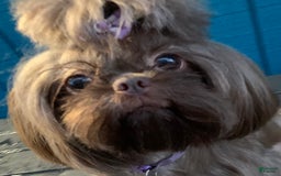 Shih Tzu dogs for sale: Brennan - Image 25