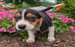 Beagle dogs for sale: Pistacio - Image 9