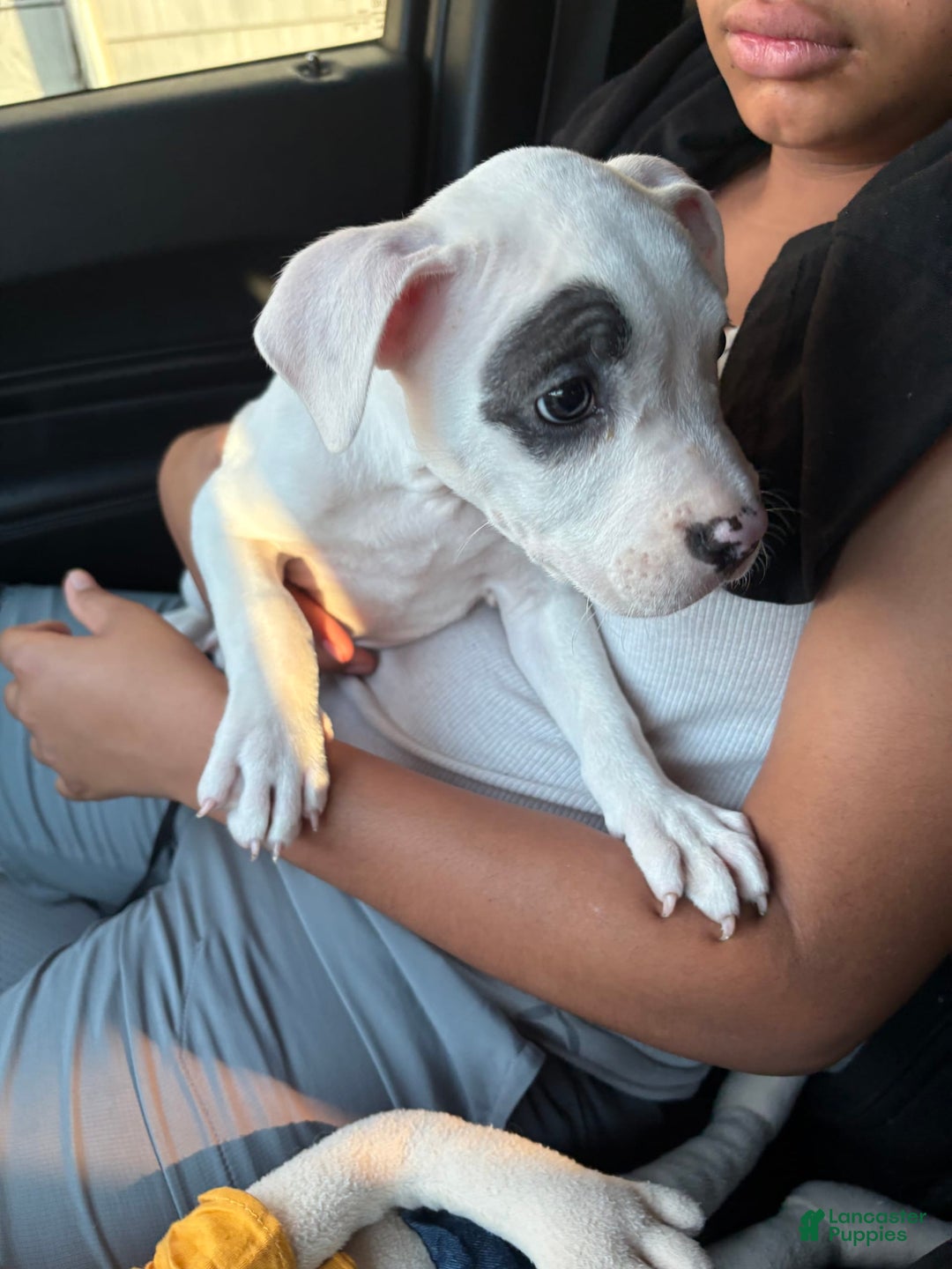 American Pit Bull Terrier dogs for sale: Nelsa - Image 5
