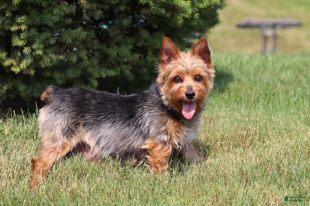 Morkie dogs for sale: Kelvin - Image 12