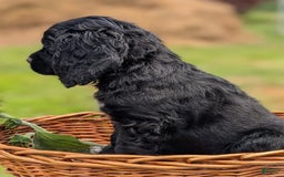 Cocker Spaniel dogs for sale: Felix - Image 1