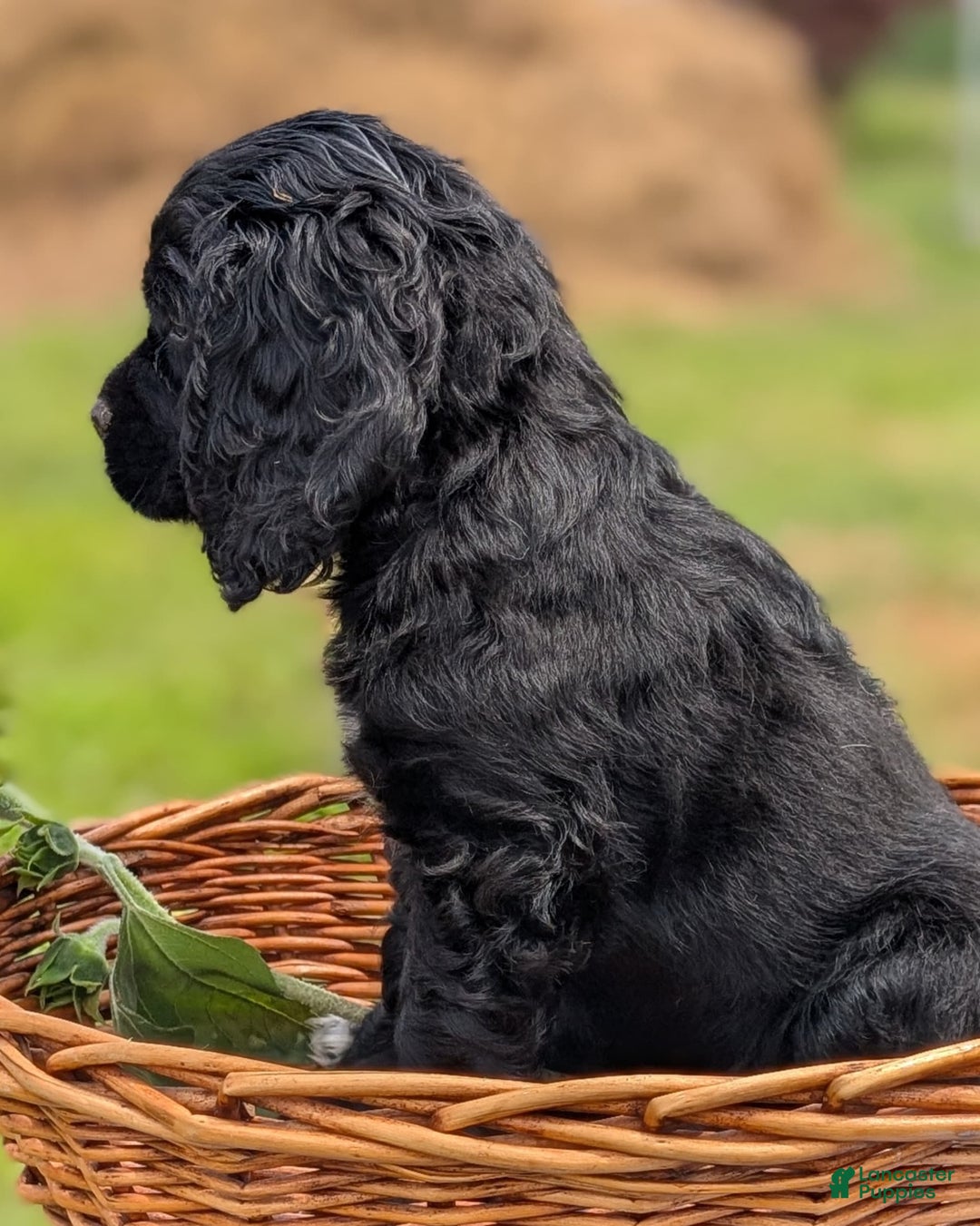 Cocker Spaniel dogs for sale: Felix - Image 1