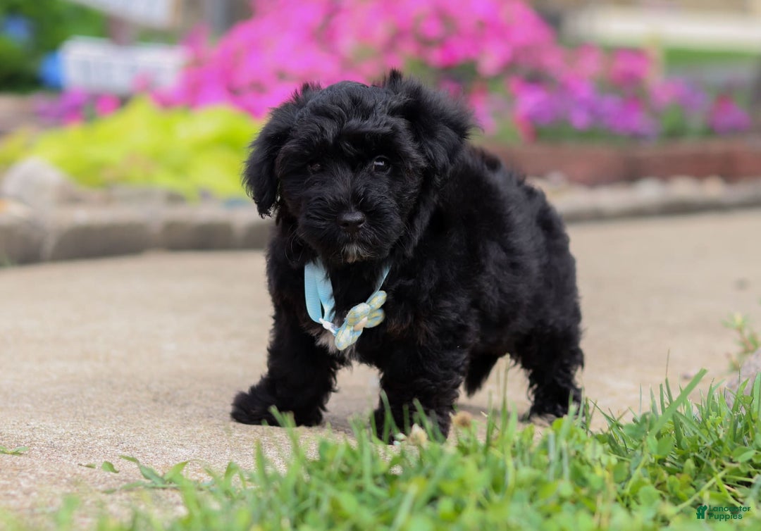 Yorkiepoo dogs for sale: Sammy - Image 11