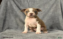 Boston Terrier dogs for sale: Louie - Image 2