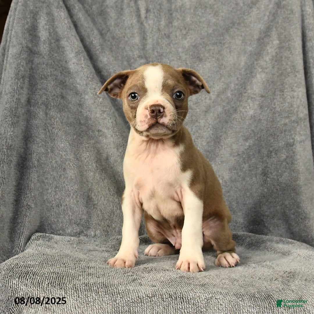 Boston Terrier dogs for sale: Louie - Image 2