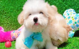 Maltipoo dogs for sale: Tiger - Image 10