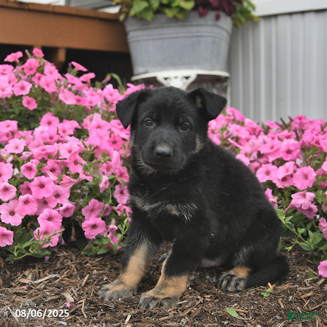 German Shepherd dogs for sale: Jupiter - Image 2
