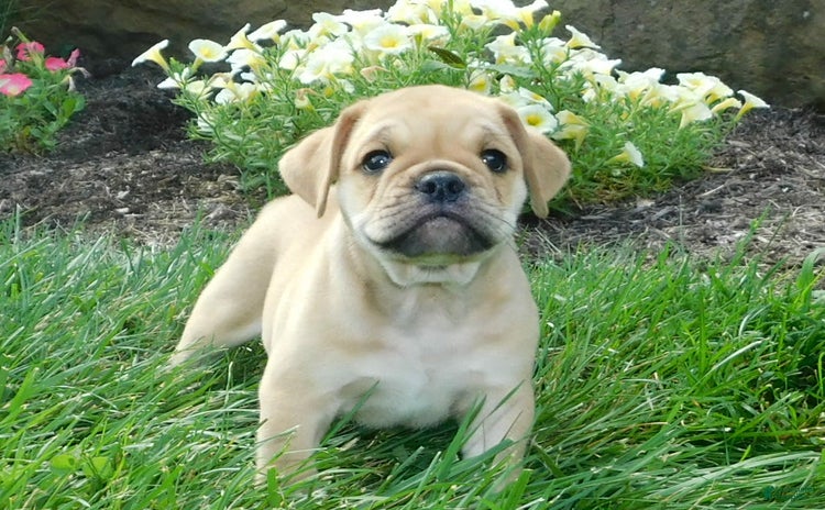 English Bulldog dogs for sale - Ad 5