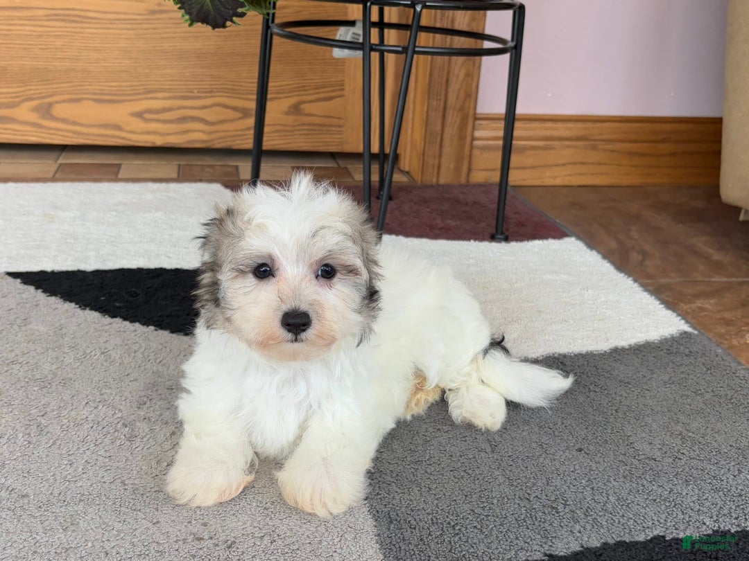 Maltese dogs for sale: Bentley - Image 4