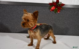 Yorkiepoo dogs for sale: Jordan - Image 5