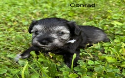 Miniature Schnauzer dogs for sale: Miniature Schnauzer 6 puppies - Image 1