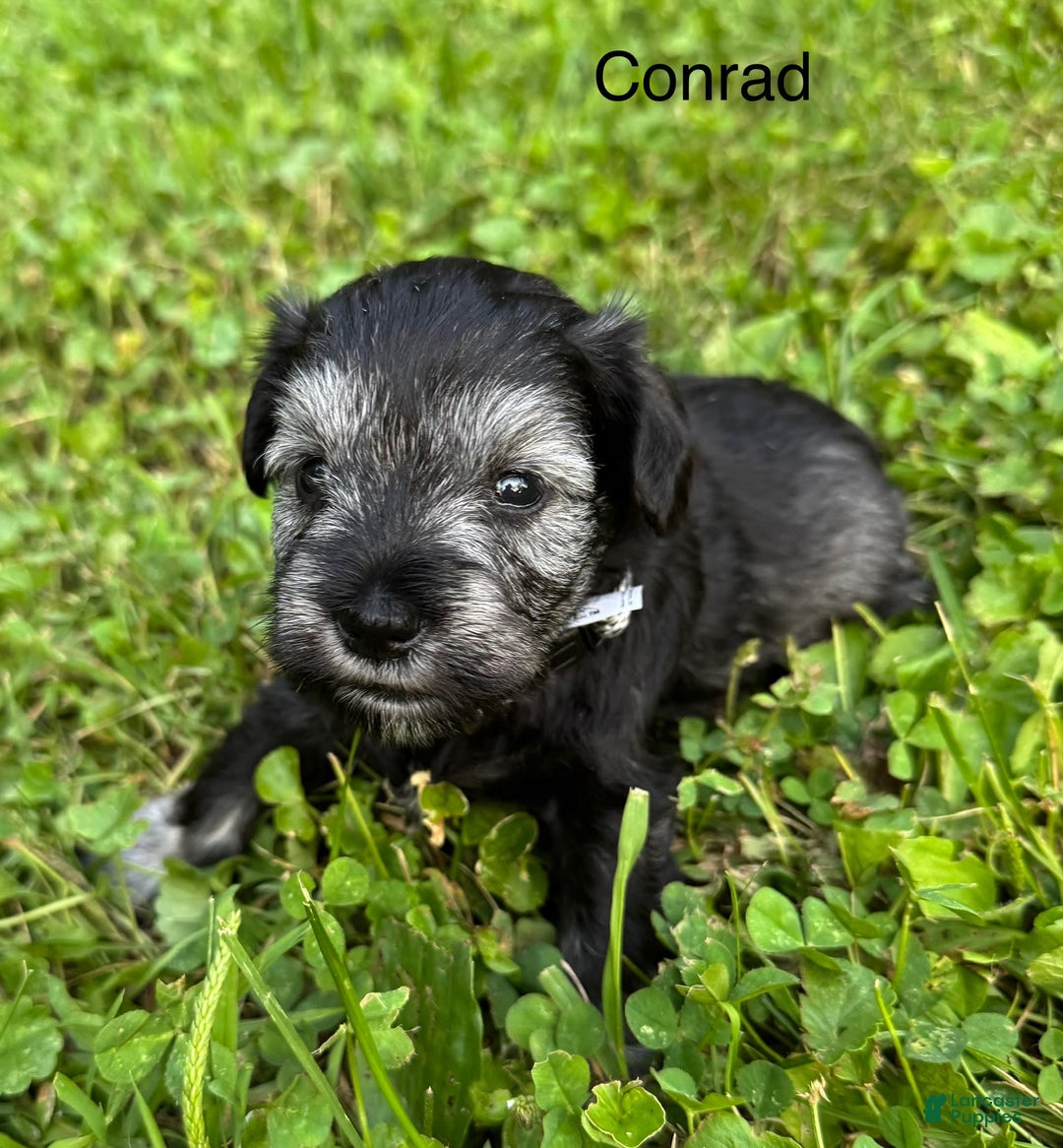 Miniature Schnauzer dogs for sale: Miniature Schnauzer 6 puppies - Image 1
