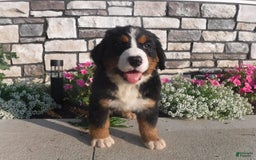 Bernese Mountain Dog dogs for sale: Dustin - Image 1
