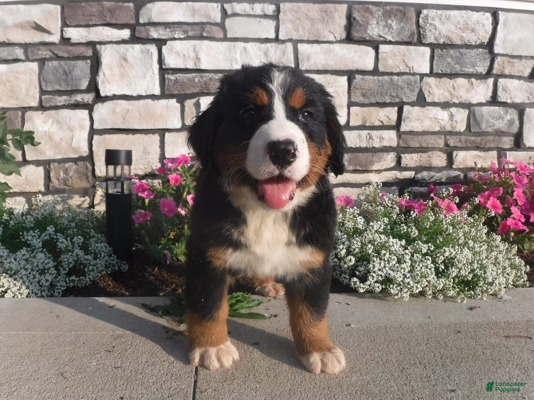 Bernese Mountain Dog dogs for sale: Dustin - Image 1