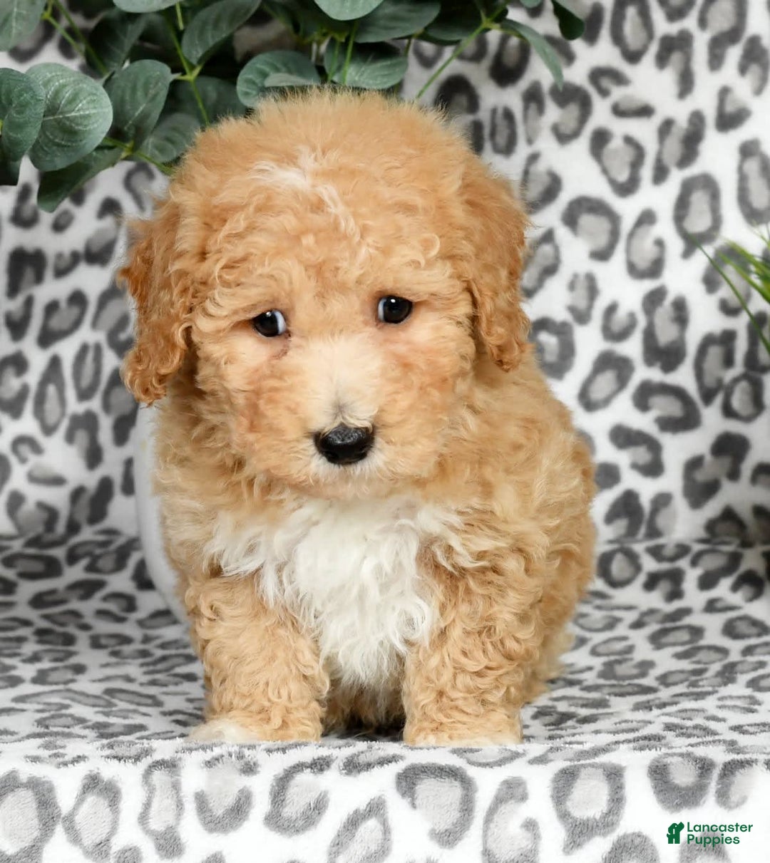 Bichpoo dogs for sale: Nolan - Image 4