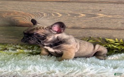Frenchton dogs for sale: Kimmy - Image 3