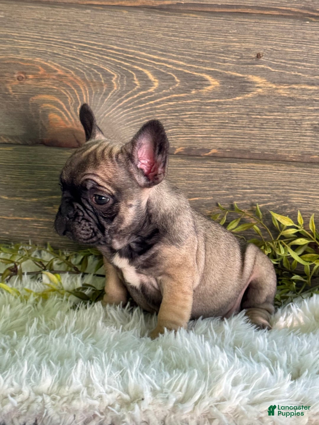 Frenchton dogs for sale: Kimmy - Image 3