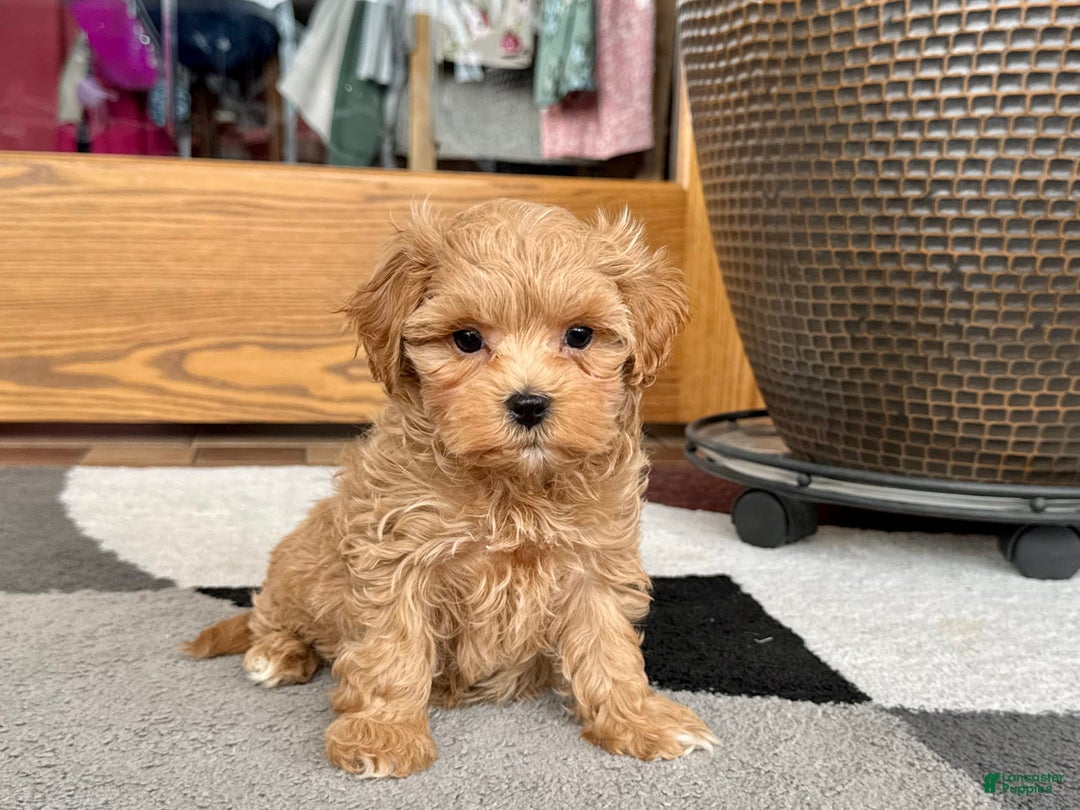 Maltipoo dogs for sale: Gordon - Image 6