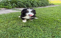 Bernedoodle dogs for sale: Jade 77814 - Image 3