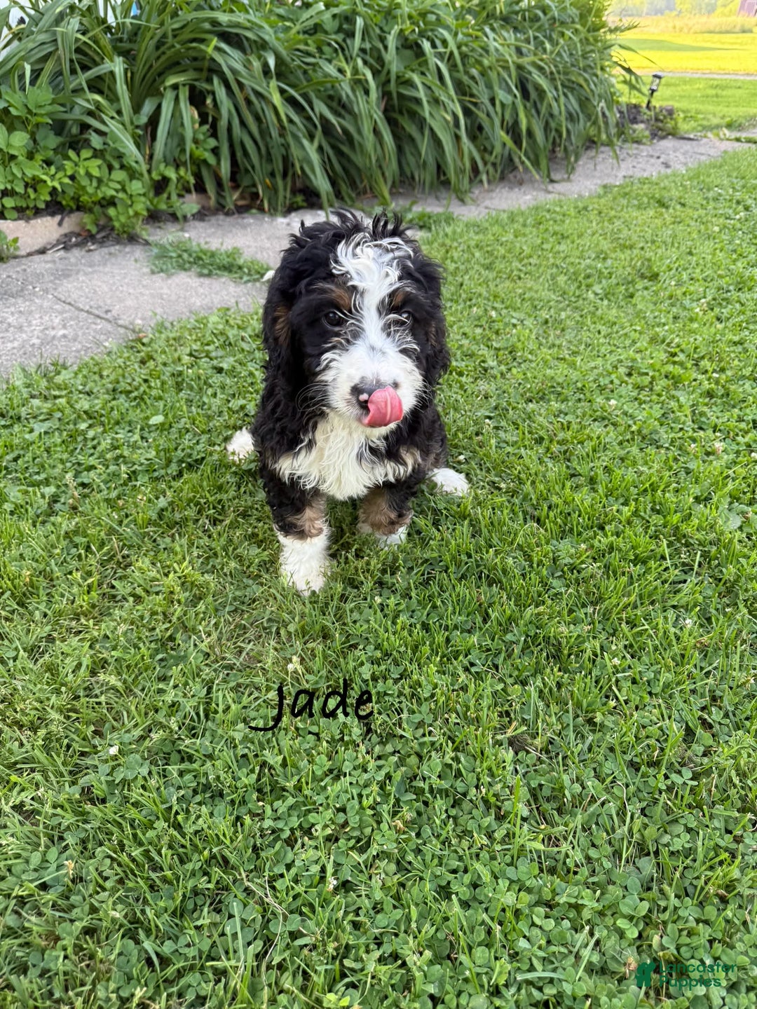 Bernedoodle dogs for sale: Jade 77814 - Image 3