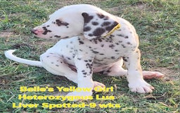 Dalmatian dogs for sale: Belles Yellow Lua Liver Spotted Girl - Image 7