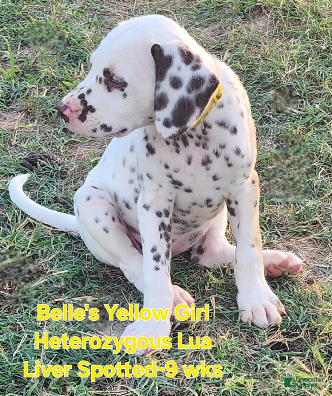 Dalmatian dogs for sale: Belles Yellow Lua Liver Spotted Girl - Image 7