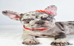 French Bulldog dogs for sale: Austin - Image 6