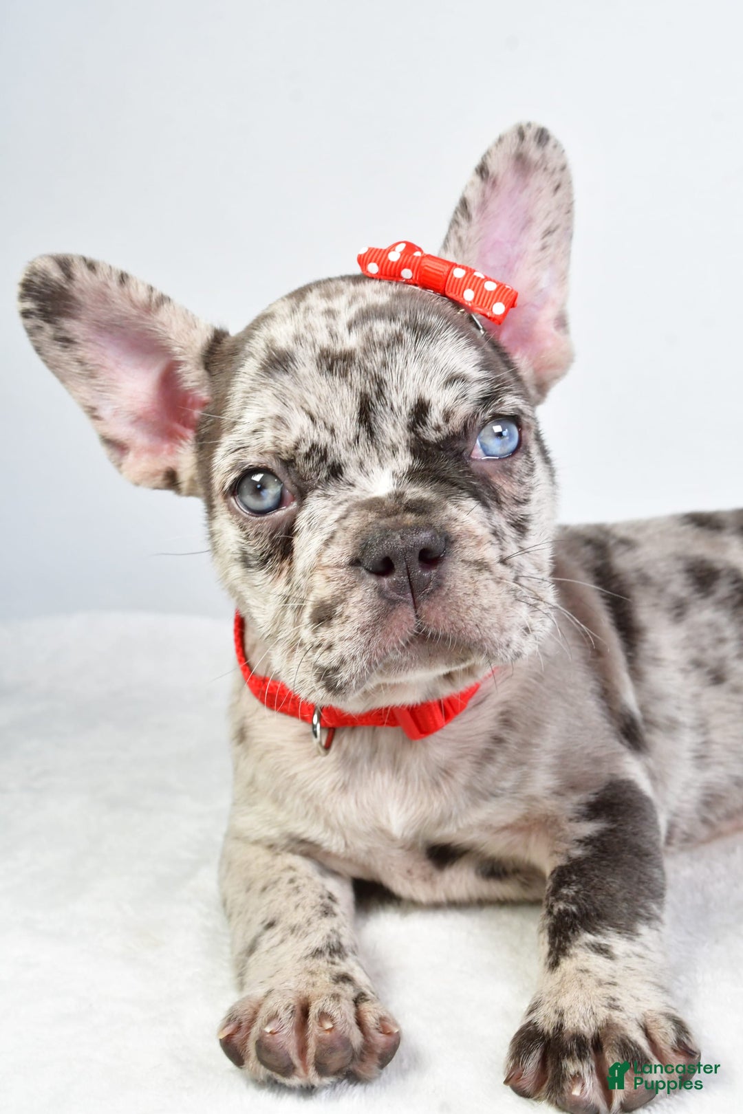 French Bulldog dogs for sale: Austin - Image 6