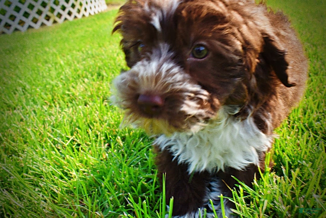 Havapoo dogs for sale: Valor - Image 14