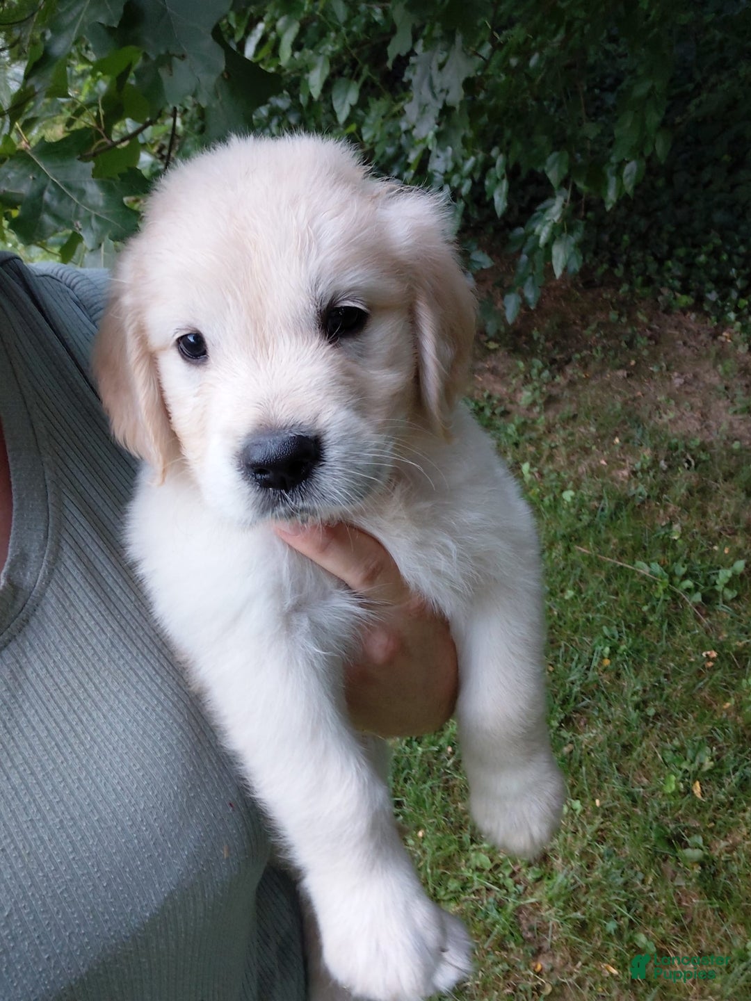 Golden Retriever dogs for sale: Peter - Image 20