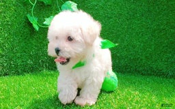 Maltipoo dogs for sale: Cookie - Image 19
