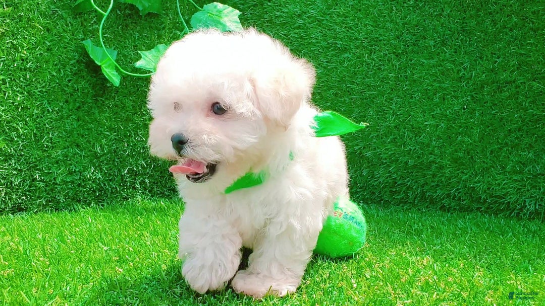 Maltipoo dogs for sale: Cookie - Image 19