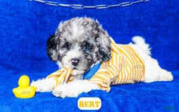 Cavapoo dogs for sale: Bert - Image 9