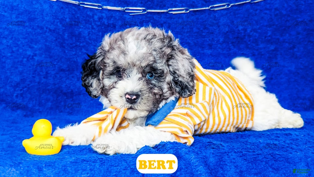 Cavapoo dogs for sale: Bert - Image 9