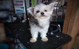 Morkie dogs for sale: Rare Gold Merle Beetle - Image 26