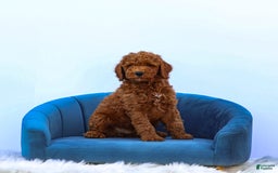 Standard Poodle dogs for sale: Reul - Image 12