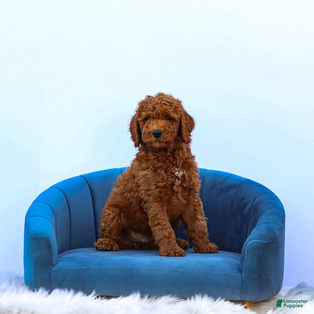 Standard Poodle dogs for sale: Reul - Image 12