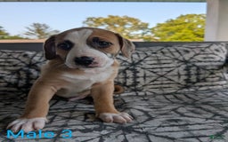 American Bulldog dogs for sale: Male 3 - Image 1