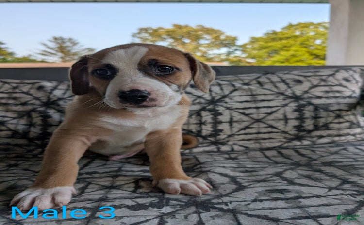 American Bulldog dogs - Advert 10