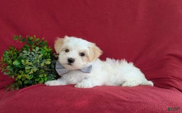 Maltese dogs for sale: Gus - Image 4