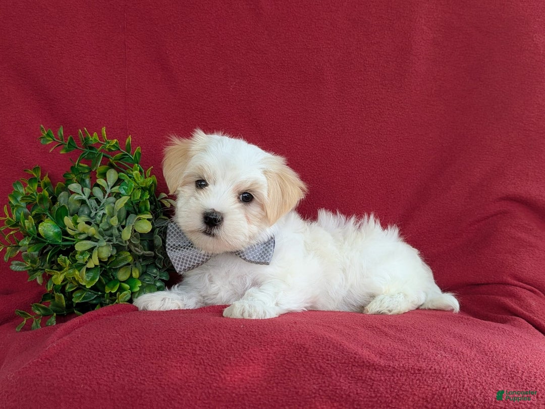 Maltese dogs for sale: Gus - Image 4